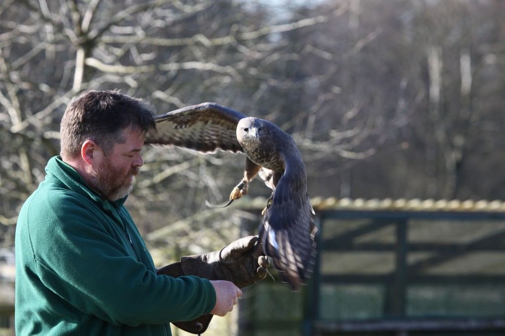 The Hawk keeper with a European Buzzard