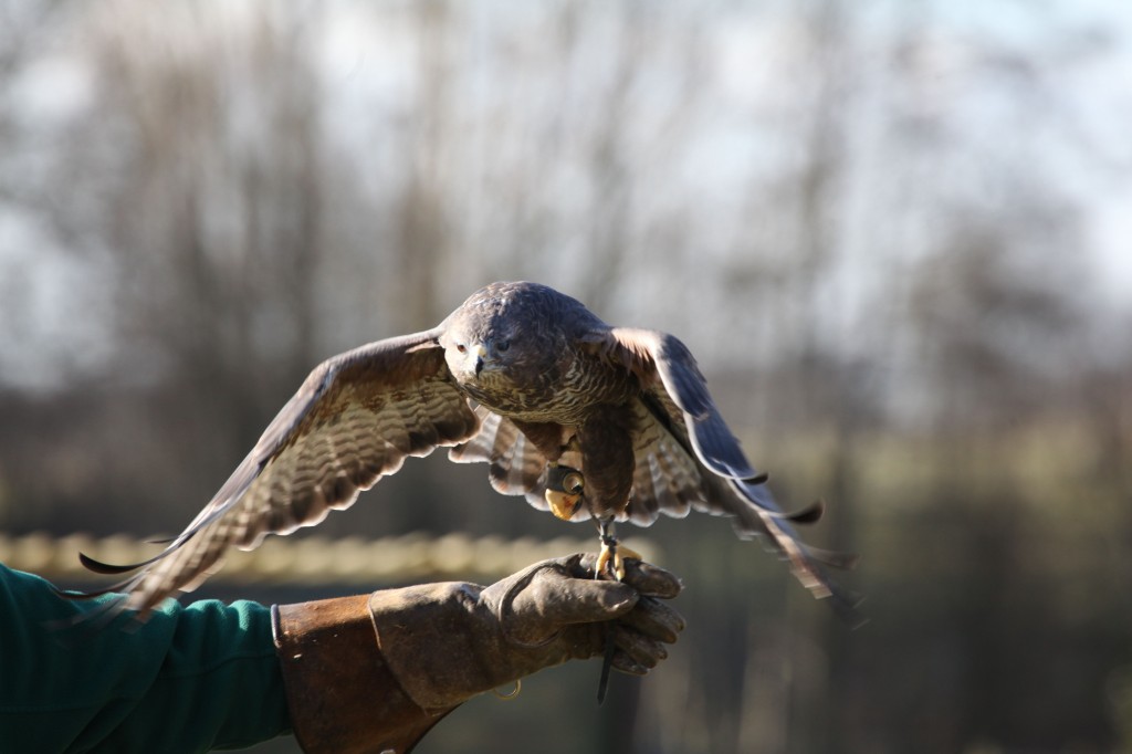 Buzzard landing