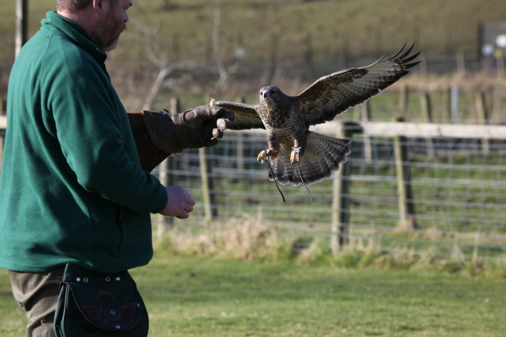 Coming into land