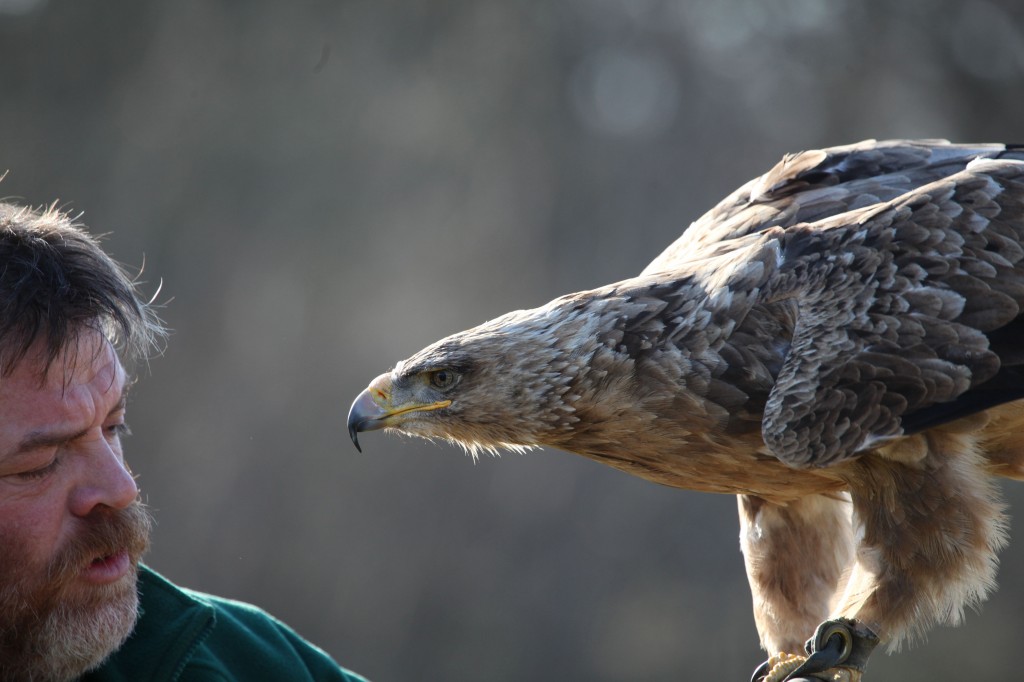 The Asian Eagle has a lovely tan colour