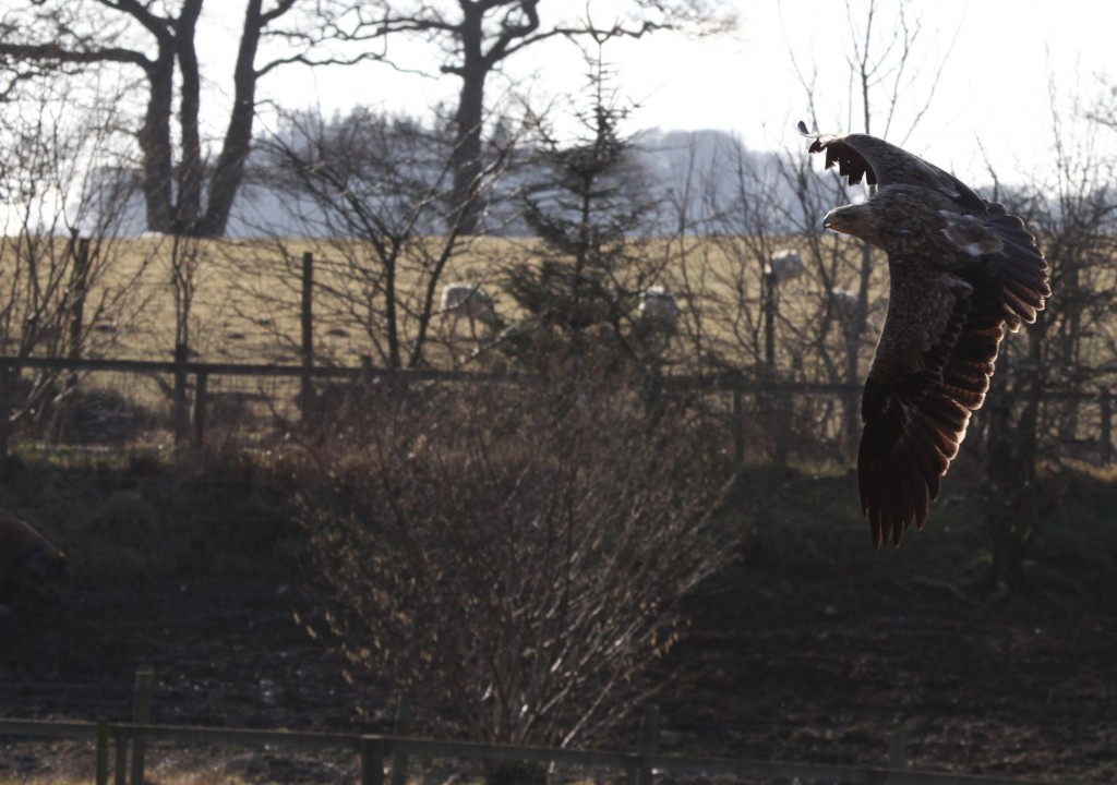 Eagle in Flight