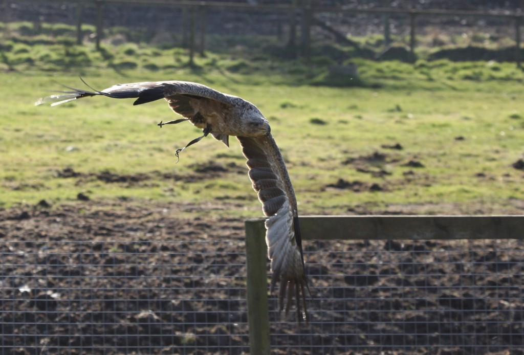 Eagle in Flight