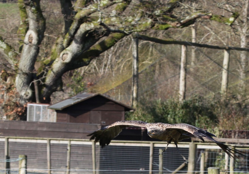 Eagle in Flight