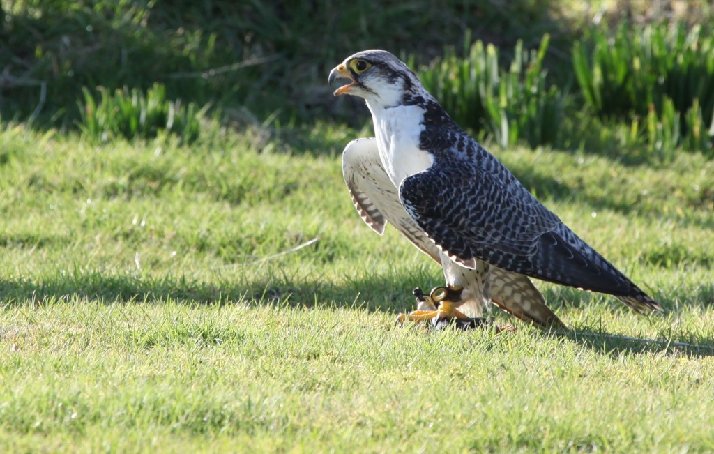 No shots of the bird in flight, but here she is eating her reward