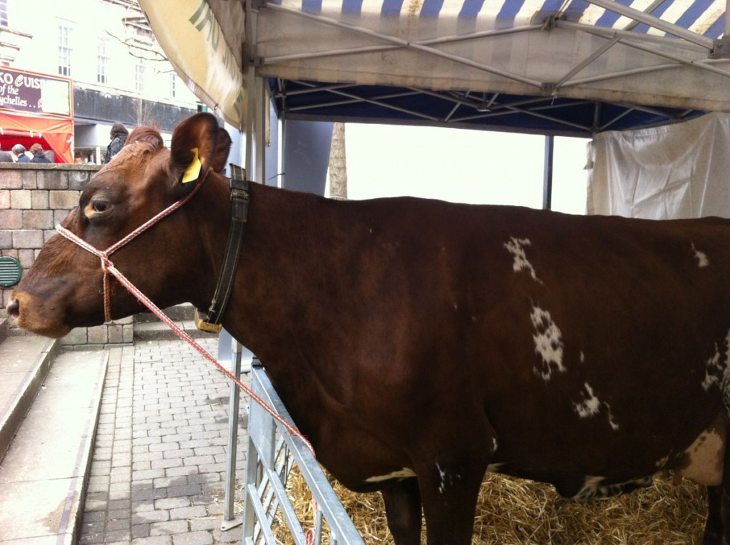 Scottish Cow (or Coo) - and a very pretty one too