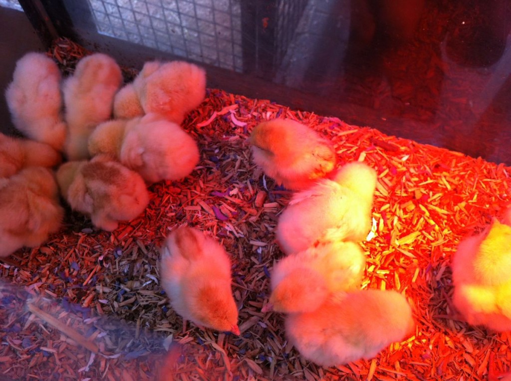 2-week old Chicks, or hairy eggs