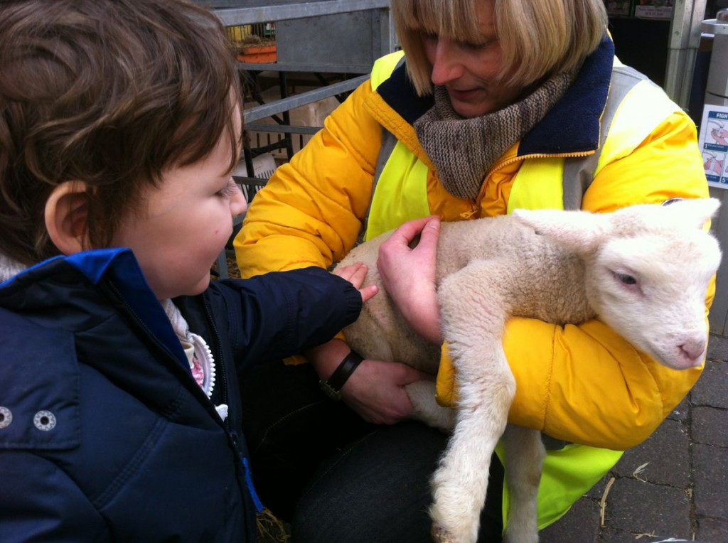 Ben gets to stroke a Lamb